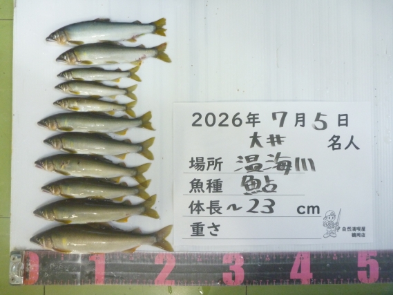 鮎の釣果写真